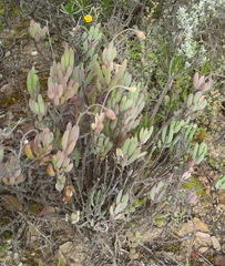 Othonninae