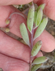 Othonninae