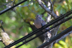 Streptopelia orientalis orientalis