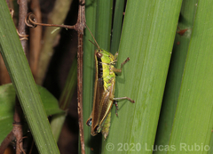 Scotussa impudica