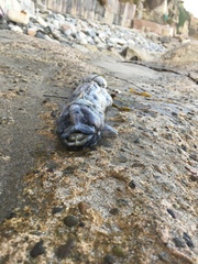 Cebidichthys violaceus