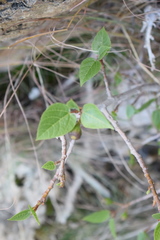 Ficus palmata