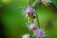 Bombus diversus