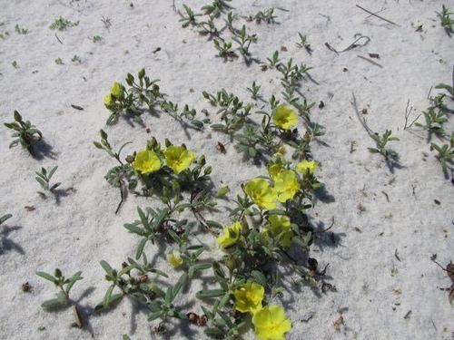 coastal sand frostweed (Helianthemum arenicola)