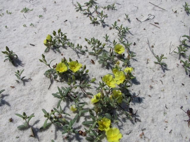 Crocanthemum arenicola