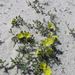 Coastalsand Frostweed - Photo (c) Janet Wright, some rights reserved (CC BY-NC), uploaded by Janet Wright