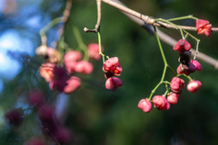 Euonymus hamiltonianus sieboldianus