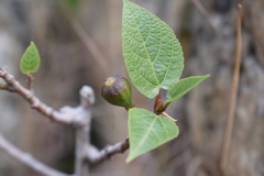 Ficus palmata