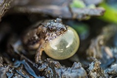 Pseudopaludicola falcipes