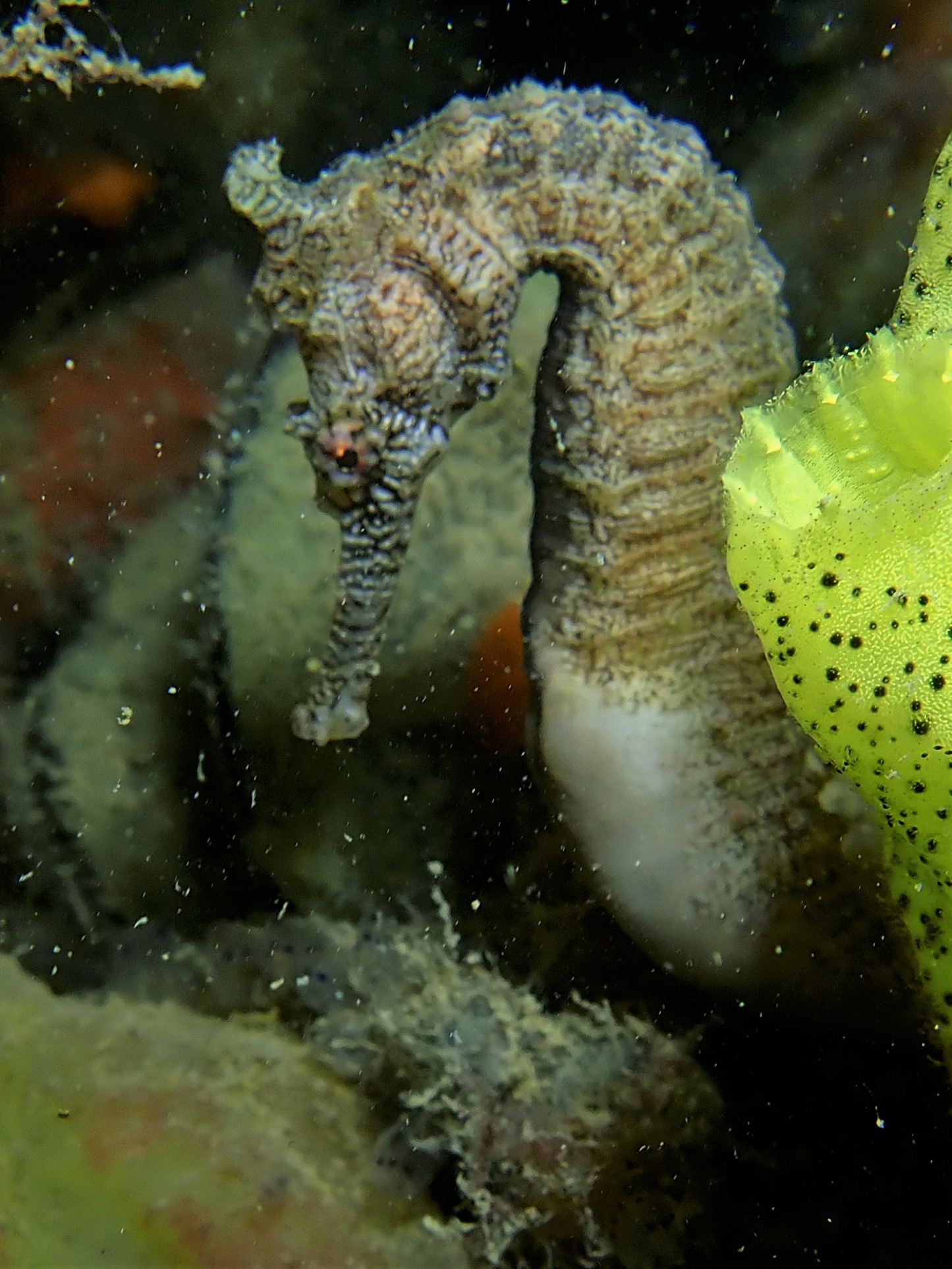 File:Cavalo Marinho (Hippocampus) - Aquário de São Paulo - panoramio.jpg -  Wikimedia Commons