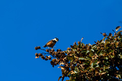 Sittiparus varius varius