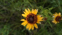 Helianthus laciniatus