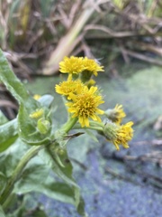 Tephroseris palustris