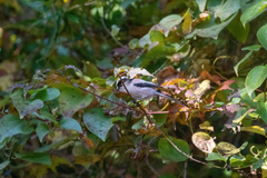 Aegithalos caudatus trivirgatus