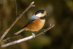 Sittiparus varius varius