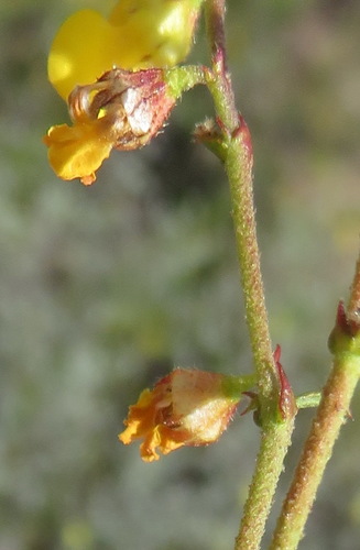 Image of Hermannia alnifolia by (c) Nicola van Berkel, some rights reserved (CC BY-SA)
