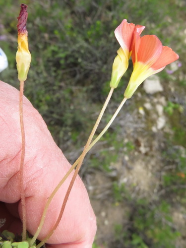 Image of Oxalis fergusoniae by (c) Nicola van Berkel, some rights reserved (CC BY-SA)