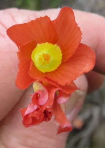 Oxalis fergusoniae (Oxalis fergusoniae)