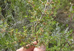 Anthosperminae