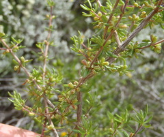 Anthosperminae
