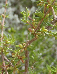 Anthosperminae