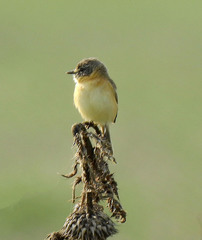 Polystictus pectoralis