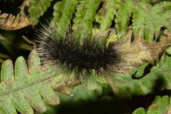 Apistosia judas
