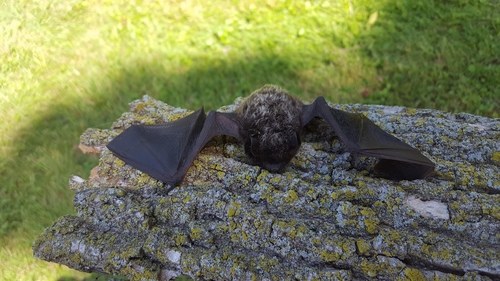 Silver-haired Bat photographed in Ohio