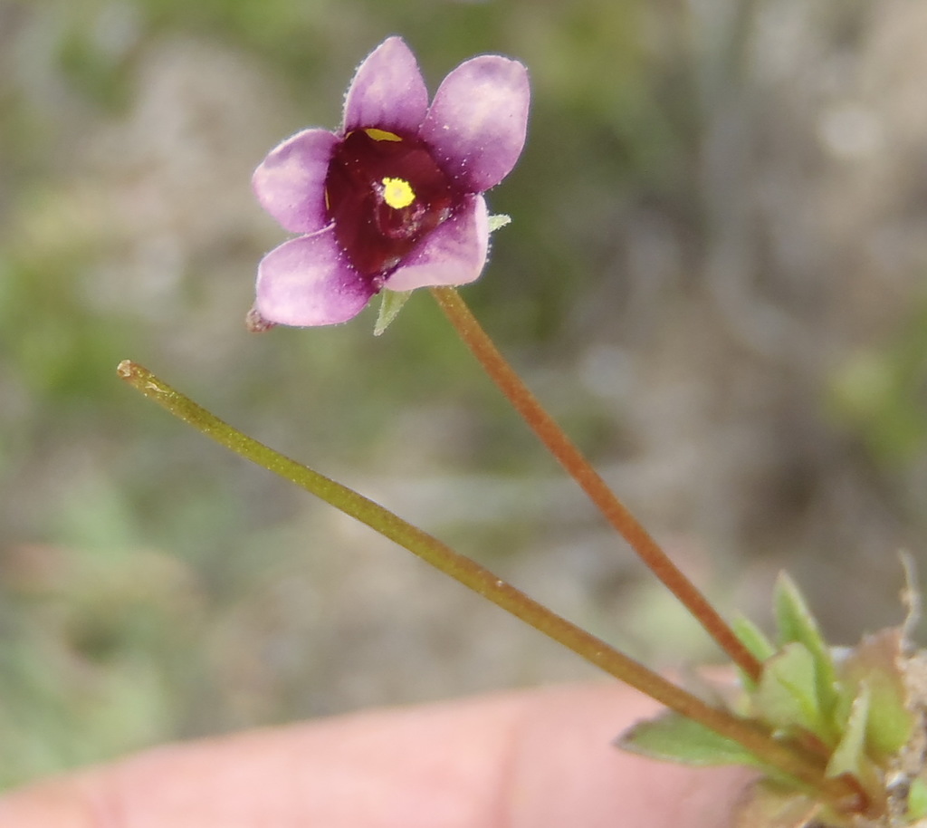 Diascia hexensis