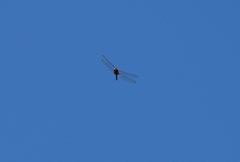 Tauriphila australis