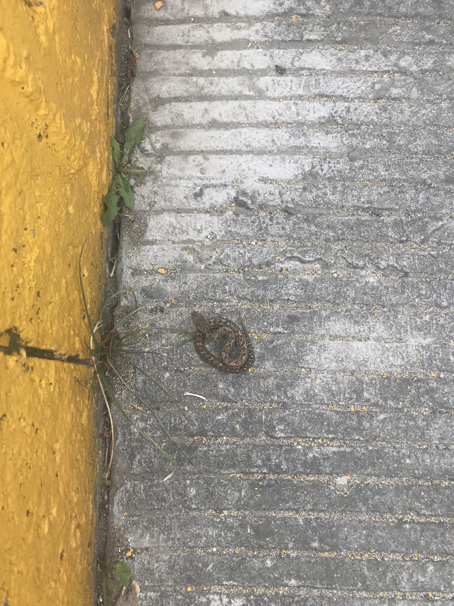 Bothrocophias lojanus image