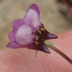 Diascia maculata