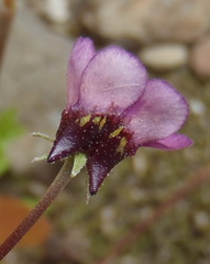 Diascia maculata
