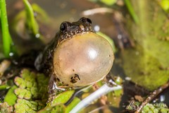 Pseudopaludicola falcipes