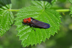 Aulacizes quadripunctata