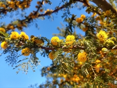 Vachellia caven
