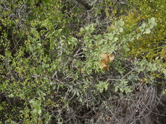 Roepera lichtensteiniana