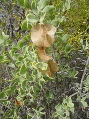 Roepera lichtensteiniana