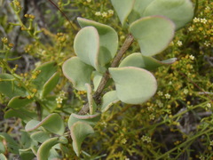 Roepera lichtensteiniana