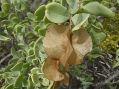 Roepera lichtensteiniana