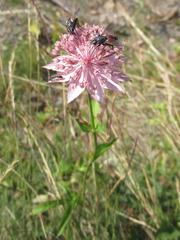 Astrantia maxima