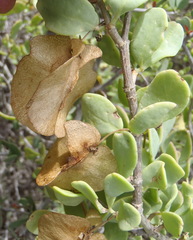 Roepera lichtensteiniana