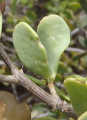 Roepera lichtensteiniana