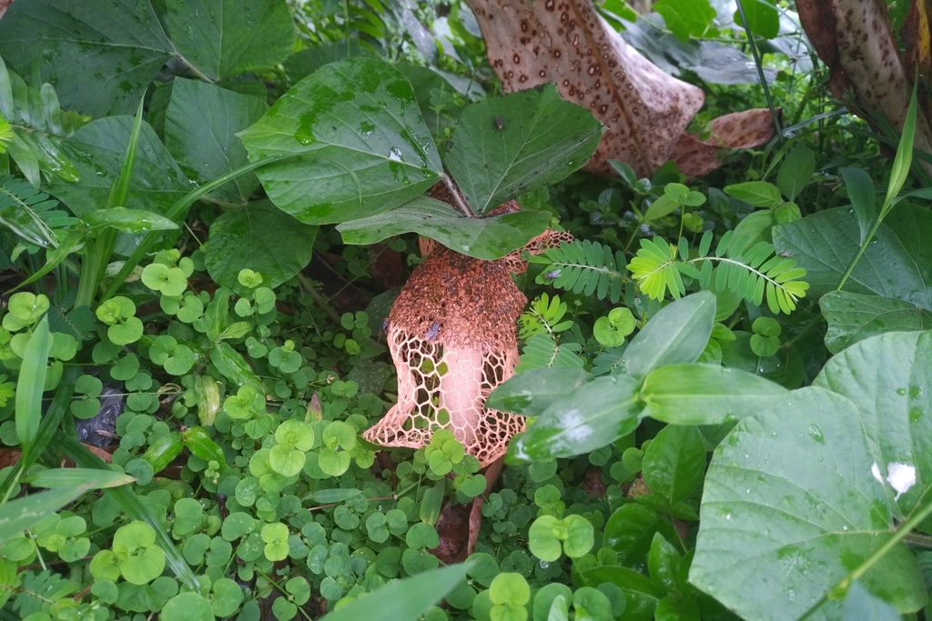 Phallus haitangensis