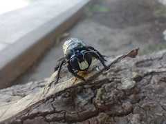 Xylocopa splendidula