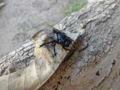 Xylocopa splendidula