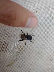 Xylocopa splendidula