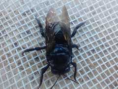 Xylocopa splendidula