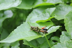 Apalacris cingulatipes