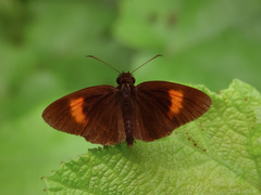 Koruthaialos rubecula